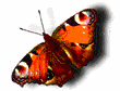 butterfly.gif (27076 bytes)
